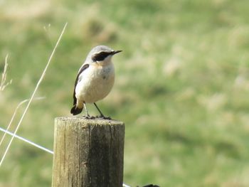 Bird perching on wooden post