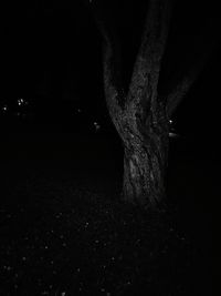 Tree trunk at night