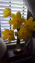 Close-up of yellow orchid flowers