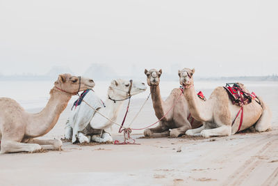 Cute camels resting at the beach in ras al khaimah, uae