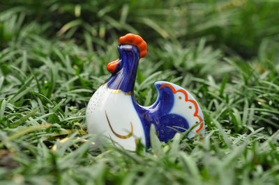 Close-up of bird on grass