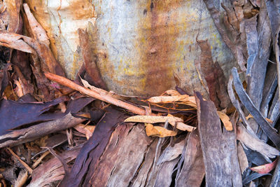 Close-up of dry leaves on tree trunk in forest