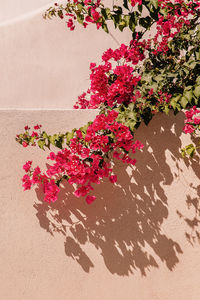 High angle view of pink flowering plants on sand