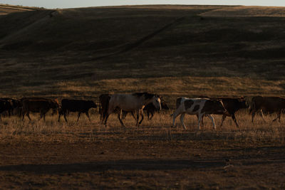 Cows grazing on field