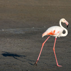 View of flamingo on dried lake bed