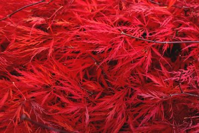Full frame shot of red leaves