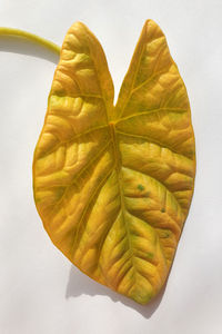 High angle view of leaves against white background