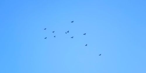 Low angle view of birds flying in sky