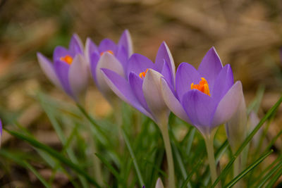 Close-up of crocus blooming outdoors