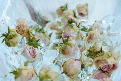 Lots of white and pink rose flowers frozen in ice