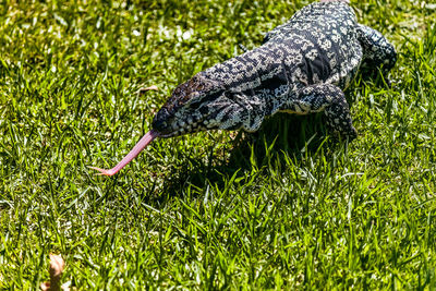 Iguana in a field