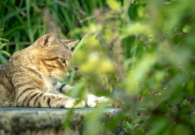 Cat looking away