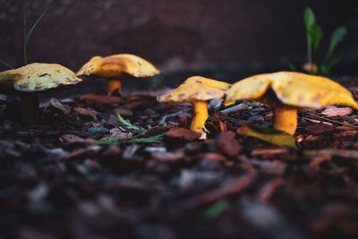Close-up of mushrooms on field during autumn