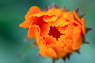 Close-up of orange flower blooming outdoors