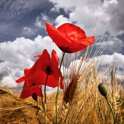 Close-up of red poppy flower on field against sky