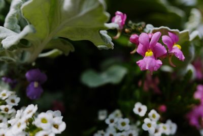 Close-up of pink flowers blooming outdoors