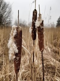 Close-up of frozen plants on field