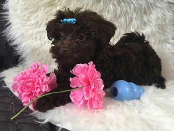 Close-up of dog with pink flowers