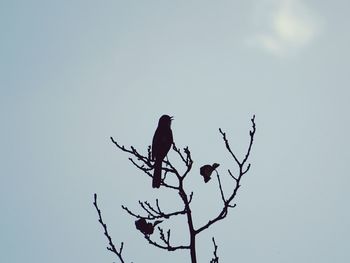 Low angle view of bird perching on branch