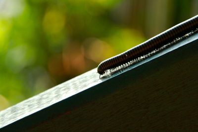 Close-up of insect on railing