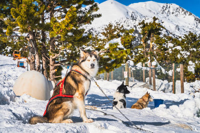 Huskey dogs sitting on the snow, waiting to pull sleigh, andorra, pyrenees