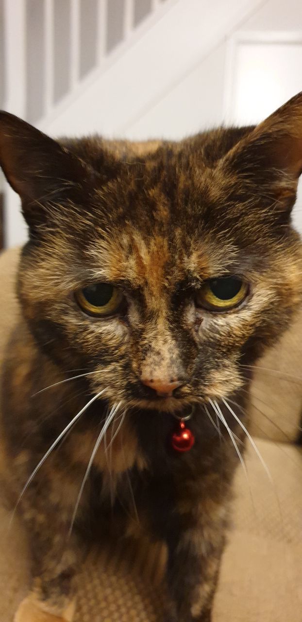 CLOSE-UP PORTRAIT OF CAT ON BED