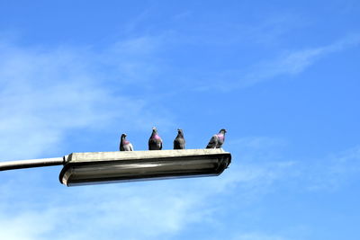 Low angle view of pigeons perching on metal against sky