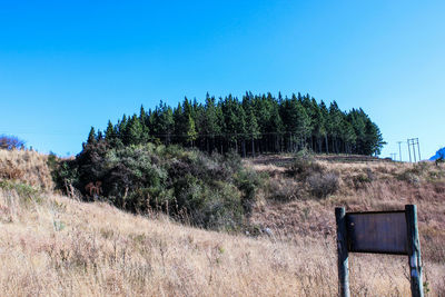 Trees against clear blue sky