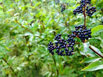 Close-up of berries growing on plant