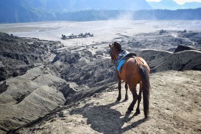 Horse standing on a land