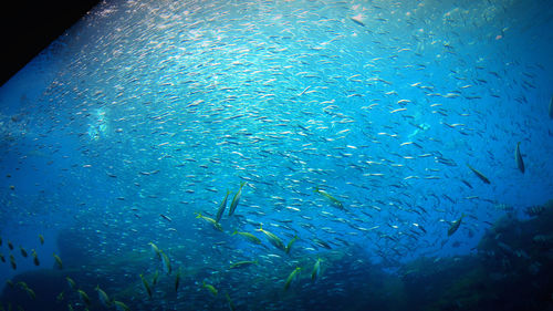 Fish swimming in sea