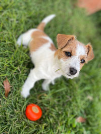 High angle view of dog on field