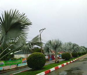 Palm trees by road against clear sky