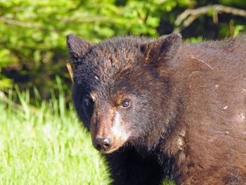 Close-up portrait of a horse on field