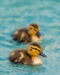 Close-up of duck swimming in lake