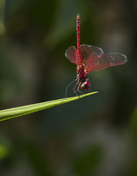 Close-up of insect on plant