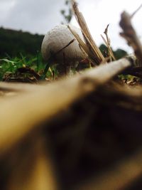 Close-up of moss growing on plant