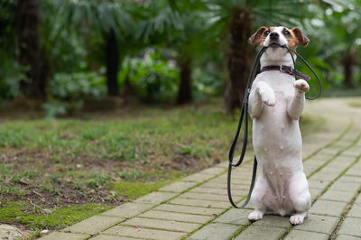 Dog running on footpath