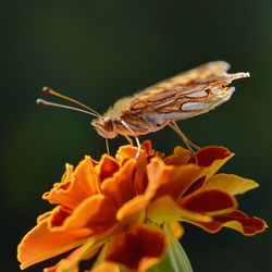 Close-up of butterfly pollinating on flower