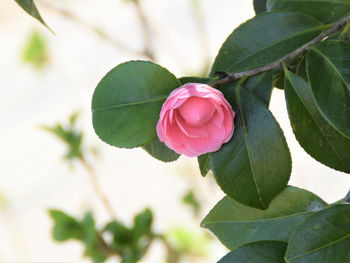 Close-up of pink rose flower