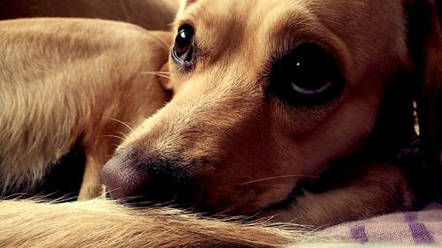 Close-up portrait of dog