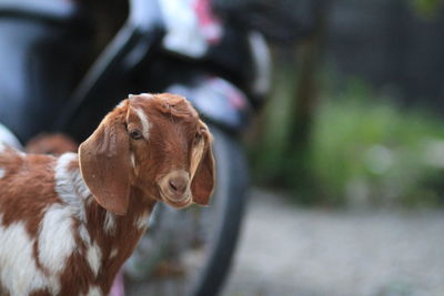 Close-up of a little goat