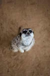 High angle view of meerkat on ground