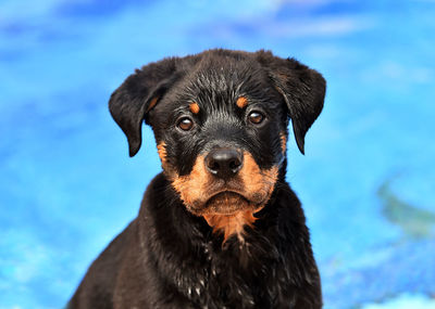 Close-up portrait of black dog