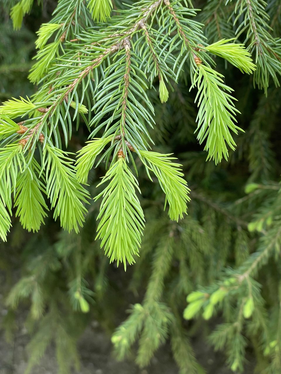 plant, tree, green, branch, leaf, coniferous tree, fir, pine tree, nature, spruce, plant part, pinaceae, growth, beauty in nature, no people, forest, close-up, evergreen, christmas tree, focus on foreground, needle - plant part, outdoors, day, flower, land, tranquility, pine woodland