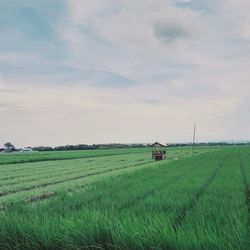 Scenic view of agricultural field against sky