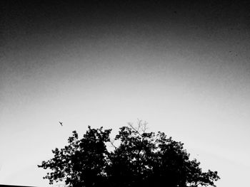 Low angle view of tree against clear sky