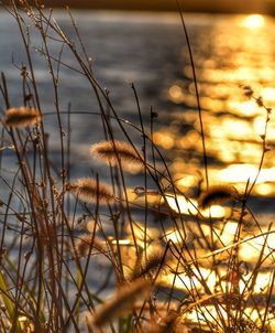 Close-up of grass in lake against sky