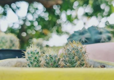 Close-up of mini cactus plant growing on pot