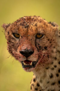 Close-up of bloody cheetah head and shoulders